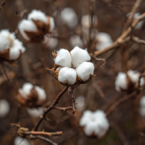 Organic cotton and cotton products, natural cotton bolls on plants, cotton fabric, cotton clothing items, eco-friendly cotton products, soft natural fibers, sustainable textile materials (1)