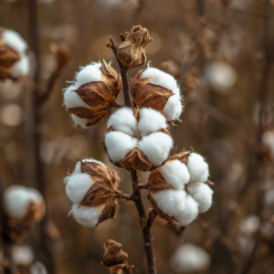 Organic cotton and cotton products, natural cotton bolls on plants, cotton fabric, cotton clothing items, eco-friendly cotton products, soft natural fibers, sustainable textile materials (3)