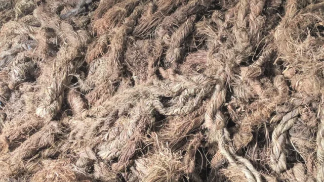 Raw, carded Himalayan nettle fibers extracted from wild Girardinia diversifolia plants, ready for commercial B2B textile spinning.