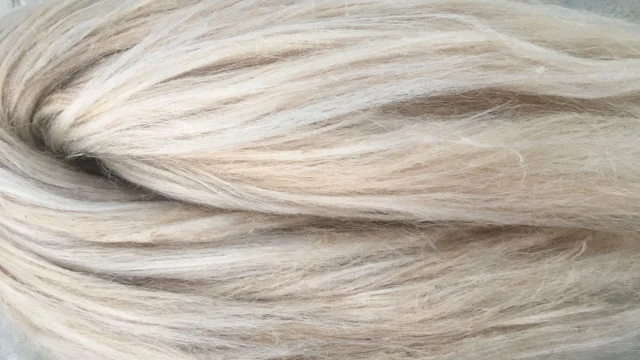 Raw, carded Himalayan nettle fibers extracted from wild Girardinia diversifolia plants, ready for commercial B2B textile spinning.