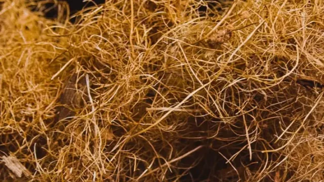 Rigid Cocoboard® bio-composite panels manufactured by Naturloop using upcycled coconut husks and a formaldehyde-free bio-binder.